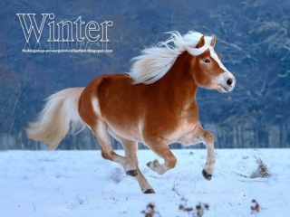 Animals in Winter (4)