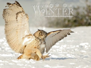 Animals in Winter (5)