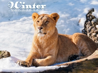 Animals in Winter (6)