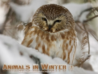 Animals in Winter (7)