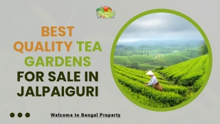 Best Quality Tea Gardens For Sale In Jalpaiguri