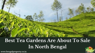 Best Tea Gardens Are About To Sale In North Bengal