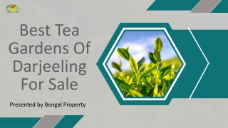 Best Tea Gardens Of Darjeeling For Sale