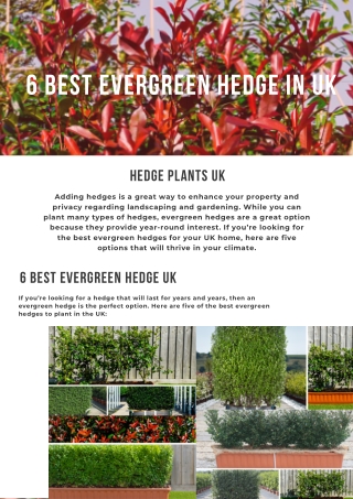 6 Best Evergreen Hedge In UK