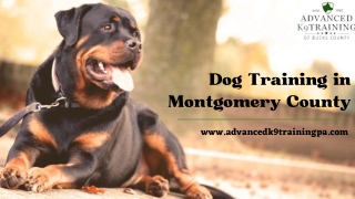 The Best Dog Training in Montgomery County – Advanced K9 Training