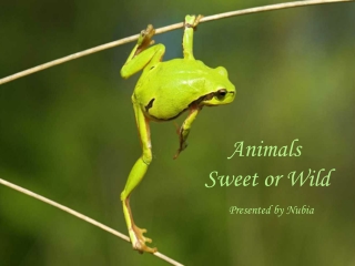 Animals sweet or wild1