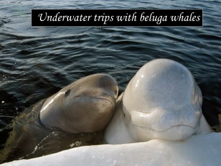 Beluga whales