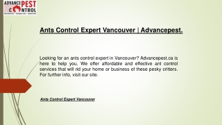 Ants Control Expert Vancouver | Advancepest.ca