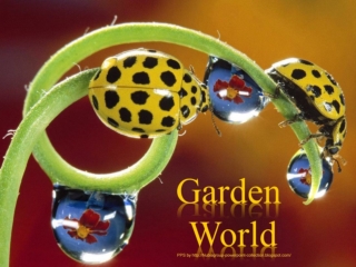 Garden World