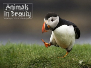 Animals in Beauty (part 5)