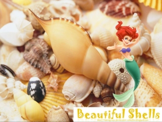 SeaShells Collection