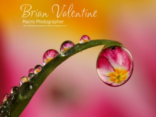 Macro-Photography (2) BV