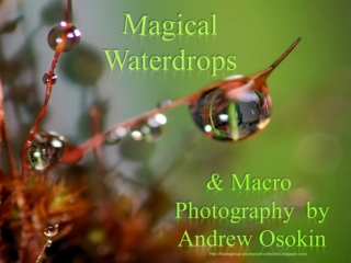 Magical Waterdrops & Macro Photography (3) AO