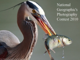 NG Photography Contest 2010