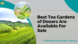 Best Tea Gardens of Dooars Are Available For Sale