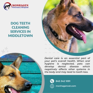 Dog Teeth Cleaning Services in Middletown