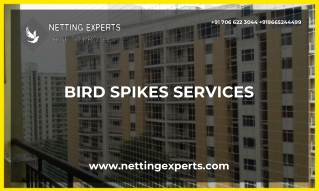 BIRD SPIKES SERVICES In Pune