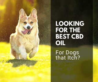 Looking for the Best CBD Oil for Dogs that Itch?