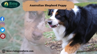 Are You Looking For Australian Shepherd Puppy at Rising Sun Farm