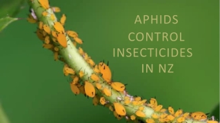 Aphids Control Insecticides in NZ