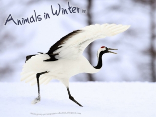 Animals in Winter (8)