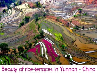 CHINA - Beauty of rice-terraces in Yunnan