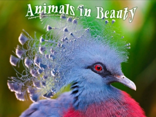 Animals in Beauty (part 14)