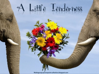 Special Valentine's Day - A Little Tenderness