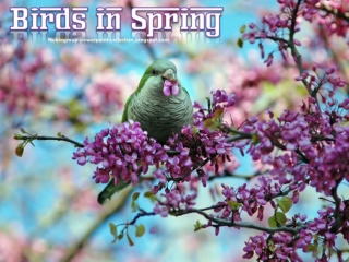 Birds in Spring