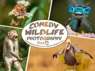 C Wildlife Photography (part 1)