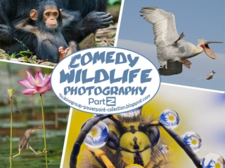 C Wildlife Photography (part 2)