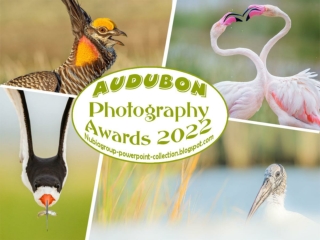 2022 A-Photography Awards - Amazing Birds