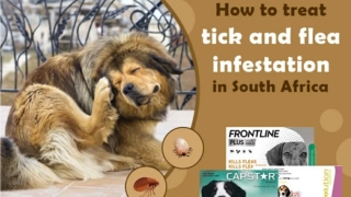 How to treat tick and flea infestation in South Africa