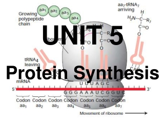 UNIT 5 Protein Synthesis