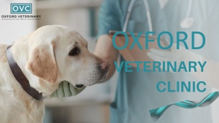 Everything You Need To Know About Veterinarians | Oxford Veterinary Clinic