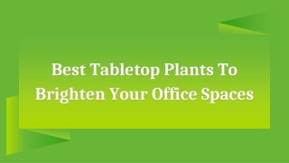 Best Tabletop Plants to Brighten Your Office Spaces