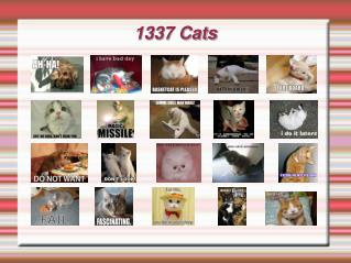 1337 Cats