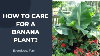 How to Care for a Banana Plant?