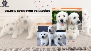 Get One of the Most Cutest Puppy Golden Retriever Tennessee