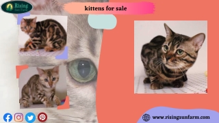 Are You Looking For a New Cute Member? Kitten for Sale at Rising Sun Farm