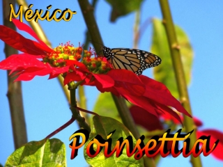 Mexico Christmas star, Poinsettia