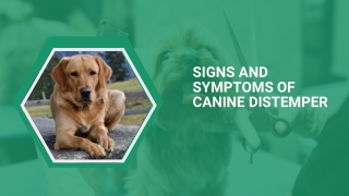 signs and symptoms of canine distemper (3)