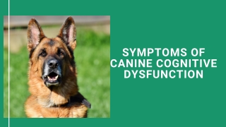 ppt-Symptoms of Canine Cognitive Dysfunction (1)