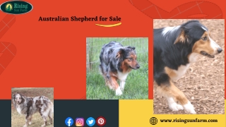 Are You Looking For Best Australian Shepherd for Sale at Rising Sun Farm