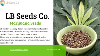 Buy Marijuana Seeds