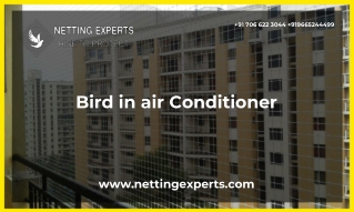 Bird In air Conditioner In Pune