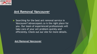 Ant Removal Vancouver