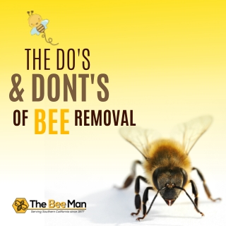 orange county bee removal dos and donts