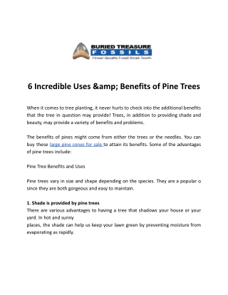 6 Incredible Uses &amp; Benefits of Pine Trees