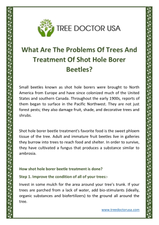 What Are The Problems Of Trees And Treatment Of Shot Hole Borer Beetles